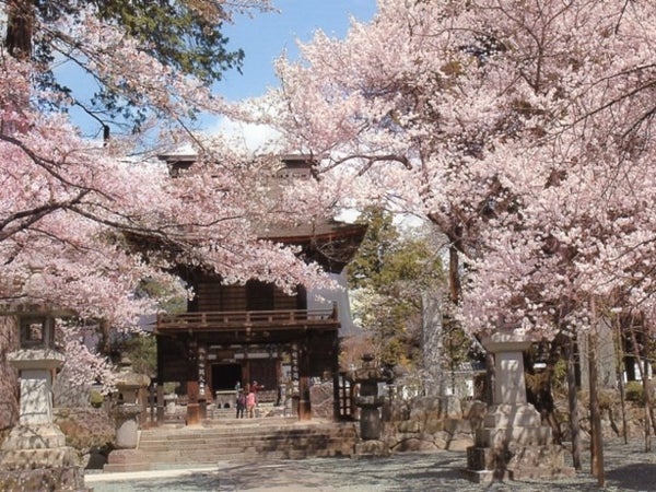 ■【山梨】桜咲く山梨へ!「新倉山浅間公園」にて桜鑑賞♪「恵林寺」参拝にいちご狩り食べ放題!豆乳鍋ほうとうのご昼食♪3